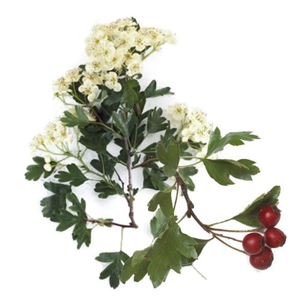 Perlas de aceite de Espino Blanco 100 perlas de 500mg.