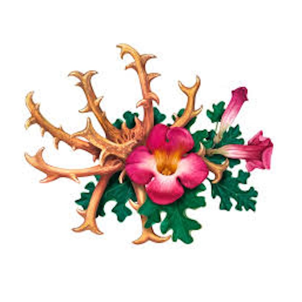 Harpagofito 30 cápsulas MEGAPLUS